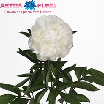 Paeonia Lactiflora Grp 'Le Cygne' fotografie