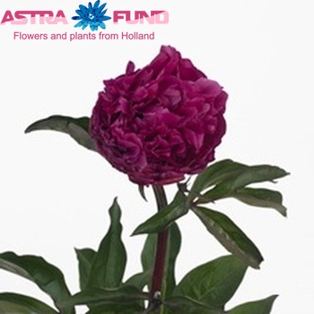 Paeonia Lactiflora Grp 'L'Eclatante' fotografie