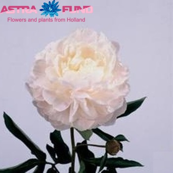 Paeonia Lactiflora Grp 'Lillian Wild' fotografie