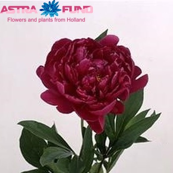 Paeonia Lactiflora Grp 'Louis Van Houtte' fotografie