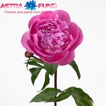 Paeonia Lactiflora Grp 'Margaret Truman' fotografie