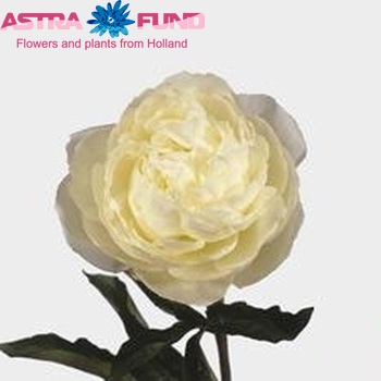 Paeonia Lactiflora Grp 'Marie Lemoine' fotografie