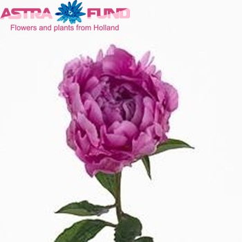 Paeonia Lactiflora Grp 'Marietta Sisson' fotografie