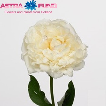 Paeonia Lactiflora Grp 'Mary E. Nicholls' fotografie