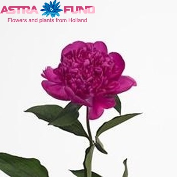 Paeonia Lactiflora Grp 'Melissa' fotografie