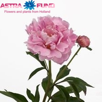 Paeonia Lactiflora Grp 'Miss Eckhart' fotografie