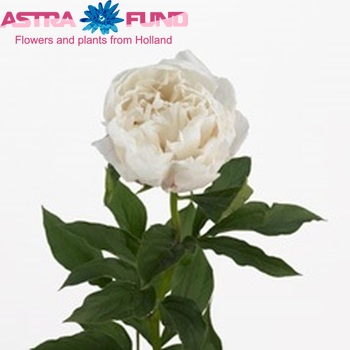 Paeonia Lactiflora Grp 'Vogue' fotó