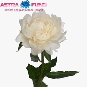 Paeonia Lactiflora Grp 'White Ivory' fotó