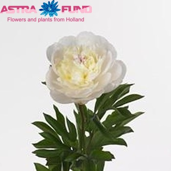 Paeonia Lactiflora Grp 'White Pool' fotó