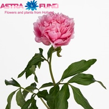 Paeonia Lactiflora Grp 'Wolter Kroes' fotó