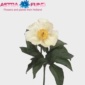 Paeonia Lactiflora Grp 'Yellow Rain' fotó
