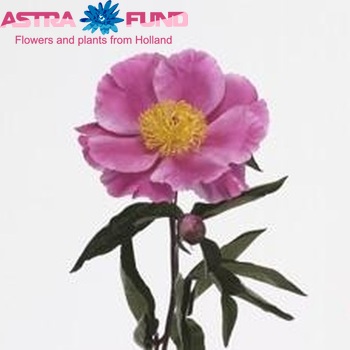 Paeonia lactiflora 'Little Medicine Man' fotó