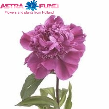 Paeonia lactiflora 'Manon' fotó