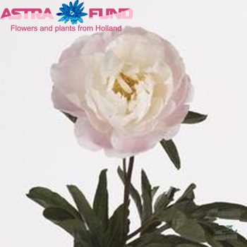 Paeonia lactiflora 'Miss America' fotó