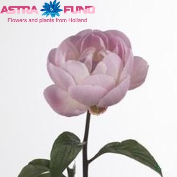 Paeonia lactiflora 'Mrs. Franklin D. Roosevelt' fotó