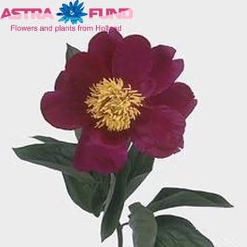 Paeonia lactiflora 'Muskogee' fotó
