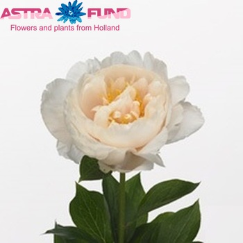 Paeonia 'Linda Rose' fotó