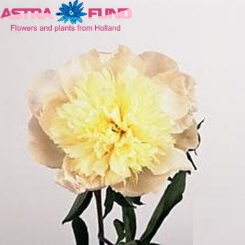 Paeonia 'Liselot' fotó