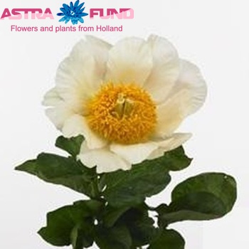 Paeonia 'Moonrise' fotó