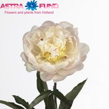 Paeonia 'My Love' fotó