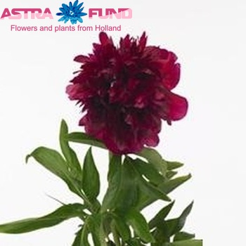Paeonia officinalis 'Rubra Plena' fotó