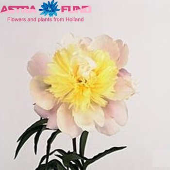 Paeonia 'Pauliens Pride' fotó