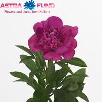 Paeonia 'Pink Pom Pom' fotó