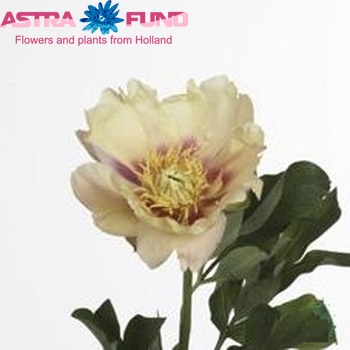 Paeonia 'Prairie Charm' fotó