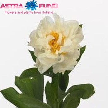 Paeonia 'Promise' fotó