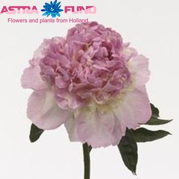 Paeonia 'Raspberry Sundae' fotó