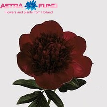 Paeonia 'Red Charm' fotó