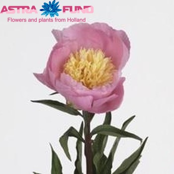 Paeonia 'Show Girl' fotó