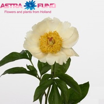 Paeonia 'Spring Sun' fotó