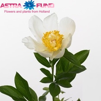Paeonia 'Sweet Honey' fotó