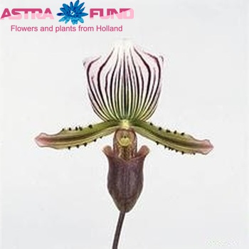 Paphiopedilum Amerikaanse cultivars photo