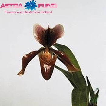 Paphiopedilum King Arthur cultivars photo