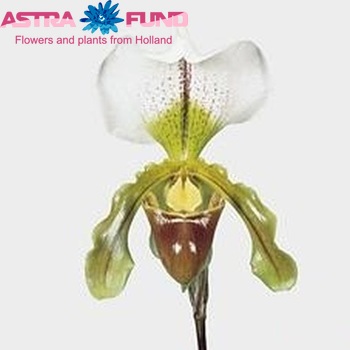 Paphiopedilum x leeanum photo