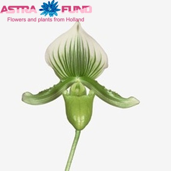 Paphiopedilum x maudiae photo