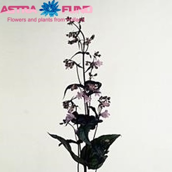 Penstemon digitalis 'Joke' photo
