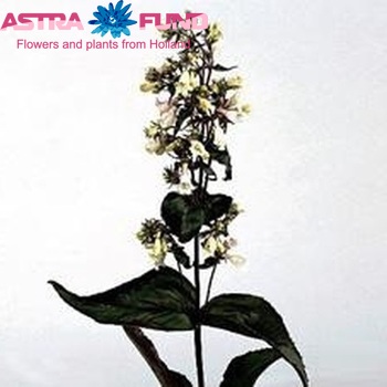 Penstemon 'Purple Star' photo