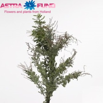 Acacia baileyana groen photo