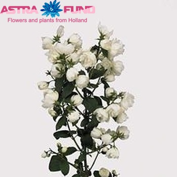 Philadelphus 'Snowwhite Fantasy' photo