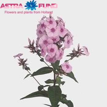 Phlox Paniculata Grp 'Brilliant Eye' foto