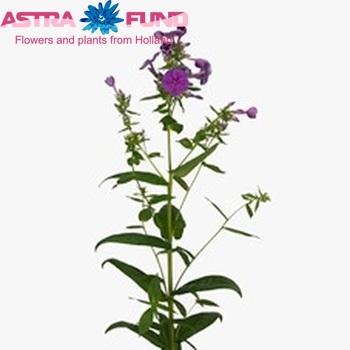 Phlox Paniculata Grp 'Crissy' foto
