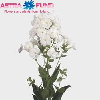 Phlox Paniculata Grp 'Danielle' foto