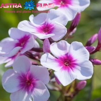 Phlox Paniculata Grp 'Europa' zdjęcie