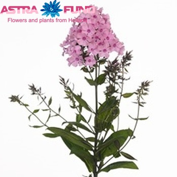 Phlox Paniculata Grp 'Famous Dream' zdjęcie