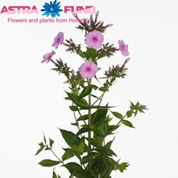 Phlox Paniculata Grp 'Famous Fragance' zdjęcie