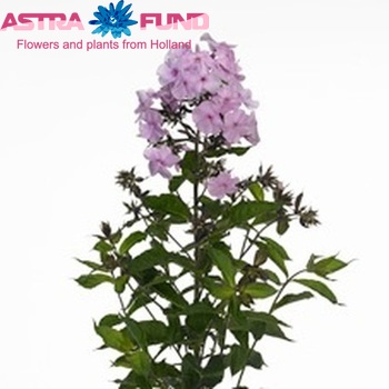 Phlox Paniculata Grp 'Famous Sky High' zdjęcie