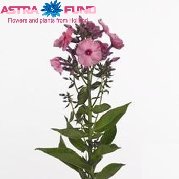 Phlox Paniculata Grp 'Ferris Wheel' zdjęcie